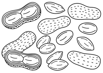 Doodle peanuts collection in outline. Black and white healthy food set with nuts. Peeled and unpeeled peanuts. Vector illustration