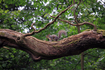 Squirrel on a Tree Branch