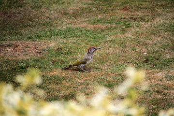 Green Woodpecker on Grass