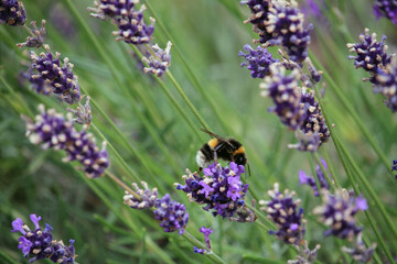 bee on lavender flower
