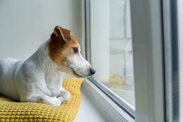 Sadness dog looking out the windows. Jack russell sitting on window and wait owner.