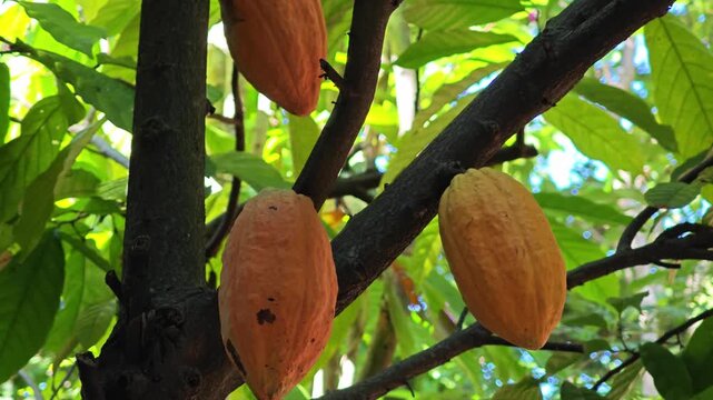 Cocoa pods hanging on tree in cocoa plantation