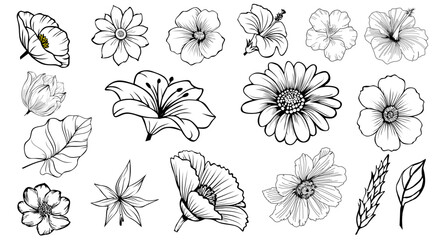 vector set of flowers daisy botanical 