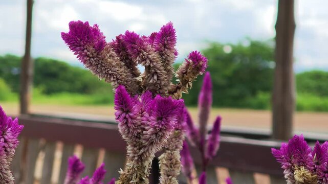 Celosia cristata in the garden