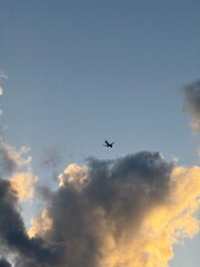 flock of birds
