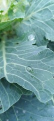 water drop on leaf