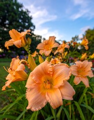 Fototapeta premium Peach-colored flowers in a garden, with a bright sky backdrop