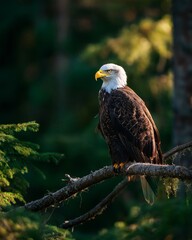 Fototapeta premium Majestic eagle perched on a branch, framed by verdant forest scenery.