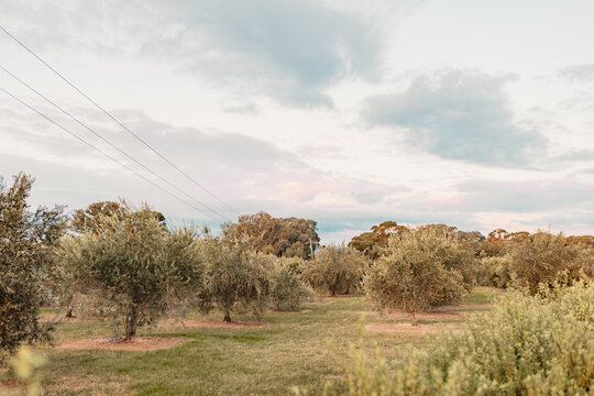 Rows of trees surrounded by grass in small olive grove in rural Australia