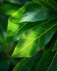 Bright green leaves, close up, catching light through a dense canopy