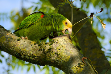 Yellow-headed amazon parrot biting a tree branch in Stuttgart, Germany close-up