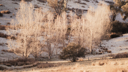Early morning sun hitting a copse of deciduous trees in a frosty gully