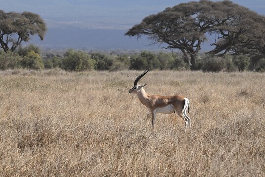 Gazelle 