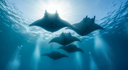 A breathtaking underwater view captures a graceful group of large rays gliding effortlessly through crystal-clear blue ocean waters. Brilliant sunlight pierces the surface, creating stunning sunbeams