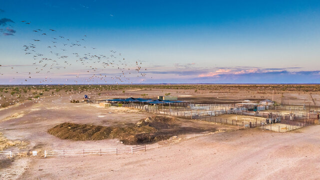 Cattle Yard at dusk with bird flock