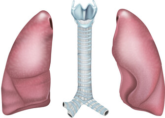Respiratory system anatomy showing trachea and lungs. Medical diagram of trachea and lungs structure
