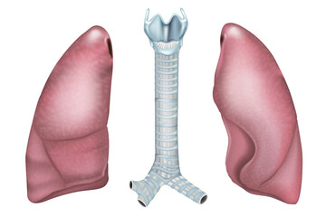 Respiratory system anatomy showing trachea and lungs. Medical diagram of trachea and lungs structure