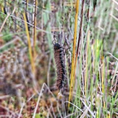 caterpillar on a branch