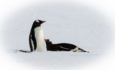Two gentoo penguins on the snow in Antarctica