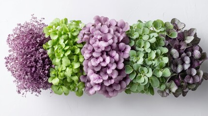 Colorful array of fresh microgreens on white background