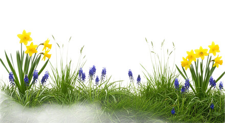 daffodils and blue grape hyacinths blooming in lush green grass, isolated on a white background for a fresh seasonal concept