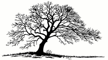 Obraz premium Silhouette of a Tree with Branches Against a White Background.