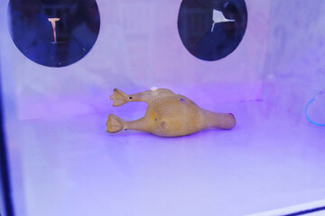Rubber chicken toy displayed in a brightly lit showcase