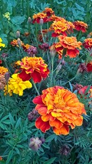 colorful flowers in the garden