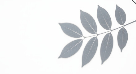 Minimalist composition of a branch with leaves casting a soft gray shadow on a clean white background, isolated on white background