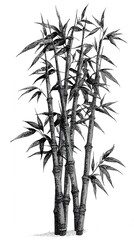Fototapeta premium Elegant vintage bamboo botanical illustration in traditional Asian engraving style, hand-drawn black and white artwork with detailed leaves and stalks symbolizing nature, zen, and tranquility.