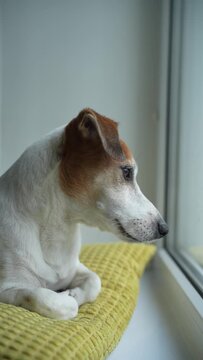 Jack russell sitting on window and wait owner. Vertical video.