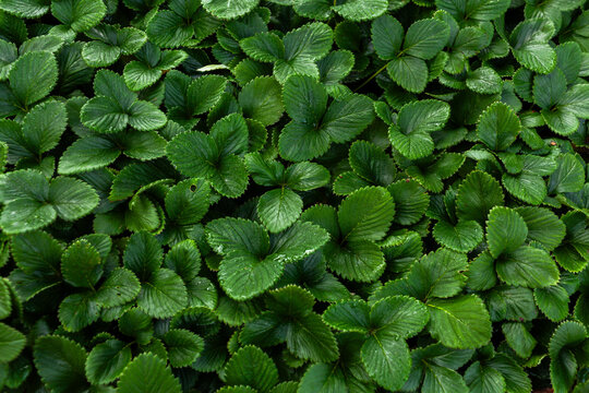 Green leafy tops of strawberry plants covered in damp morning dew