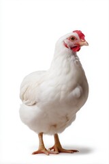Fototapeta premium White chicken standing against plain white background