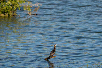Cormorant bird perched on a log in calm water