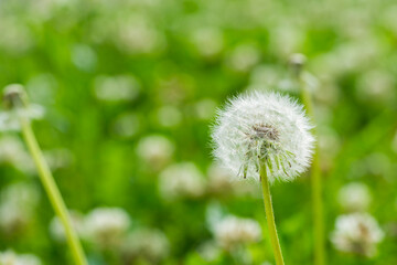 タンポポの綿毛