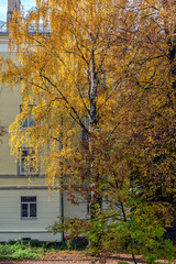 A birch tree with golden autumn foliage against the backdrop of the facade of an old building.