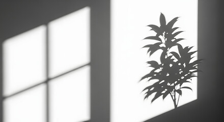 Shadows of a window and a plant on a white wall, creating an abstract and minimalist composition for a serene and natural atmosphere