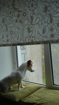 Angry dog in an window, howling, guarding and barking at what they see outside. Vertical video.