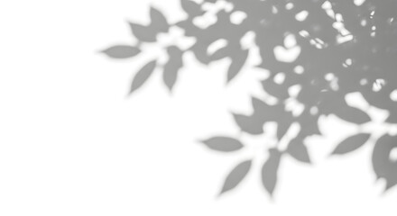 Delicate shadows of leaves cast on a white surface, creating a soft, natural pattern isolated on white background, perfect for backgrounds