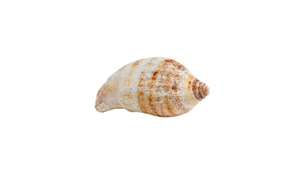 Seashell on white