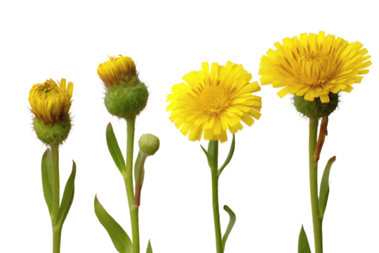 The beauty of flower's life cycle. Isolated on transparent background, png