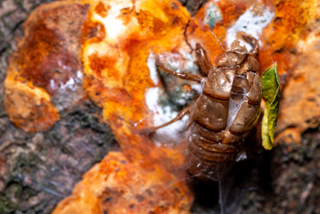 Cicada Shell on Tree with Colorful Fungus