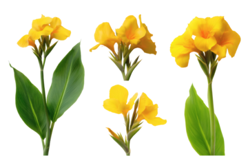 yellow canna flowers and green leaves. Isolated on transparent background, png