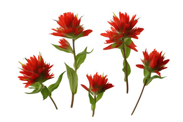 Vibrant Indian paintbrushes in full bloom. Isolated on transparent background, png