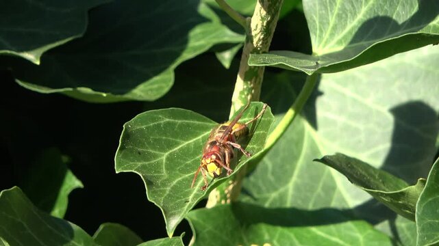 European hornet resting on a green ivy leaf