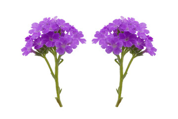 Naklejka premium Two vibrant purple flowers. Isolated on transparent background, png
