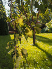Ripe pears on a branch on a sunny day.