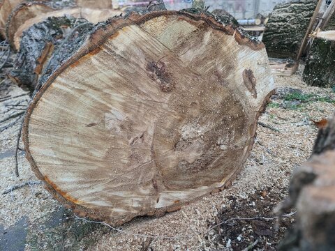 Freshly cut down tree in forest logging area. A lumbering, tree trunk, deforestation and timber industry
