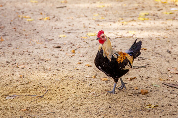 A rooster with bright plumage