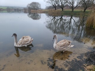 Group of swans swimming in the water - Gray swan